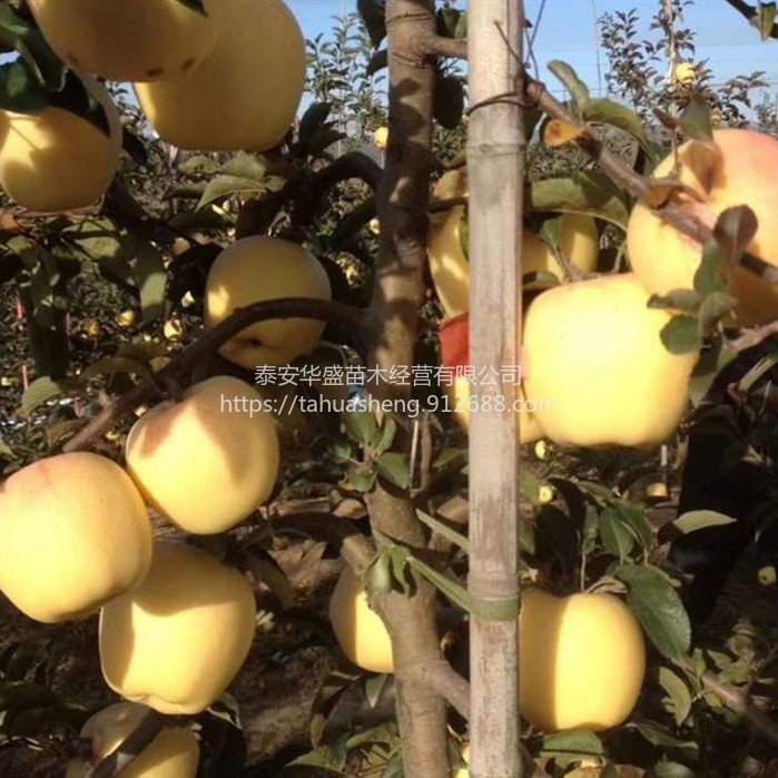 富士系列品种纯正，提供技术指导维纳斯黄金苹果苗品种纯正，提供技术指导